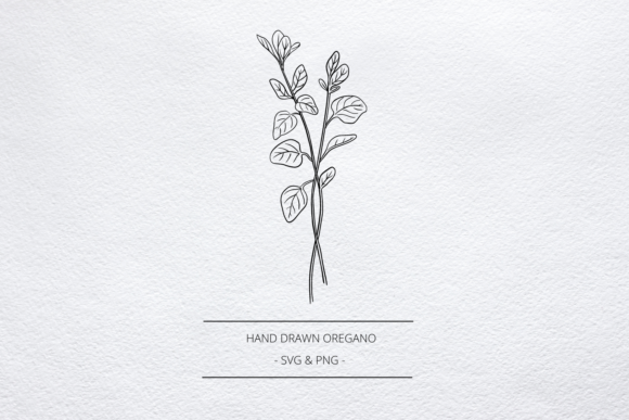 Download Oregano Herb SVG, Hand Drawn Line Art - Svg Collection